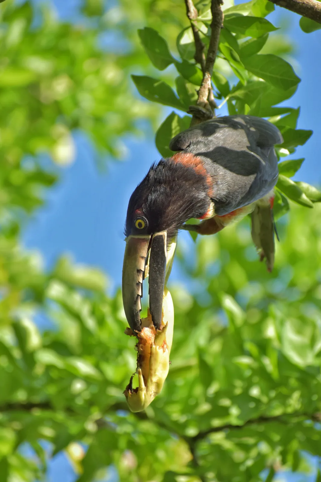 A bird in the forest canopy at Punta Laguna