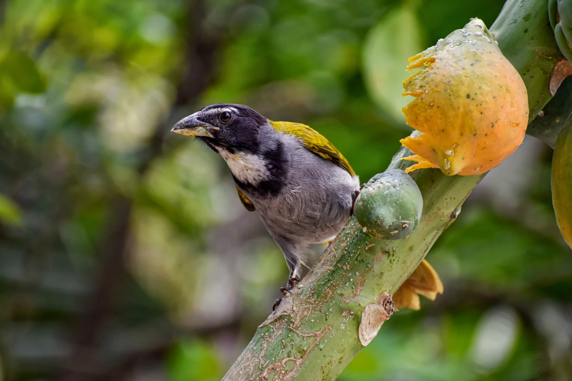 Birdlife among the trees at Punta Laguna
