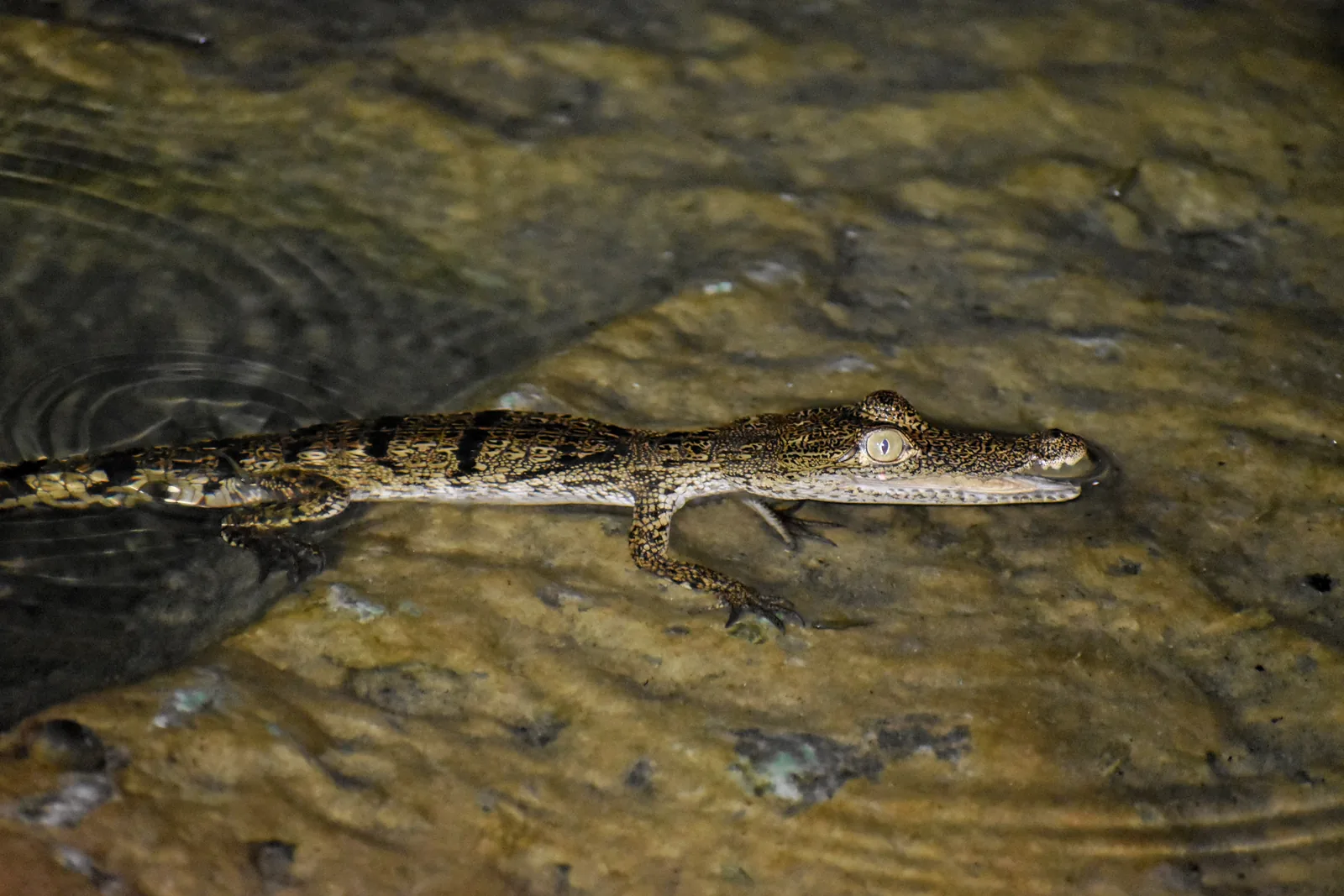 Crocodile observed near the lake at night