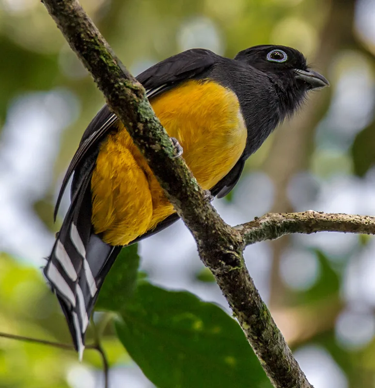 Bird perched on a branch in the reserve