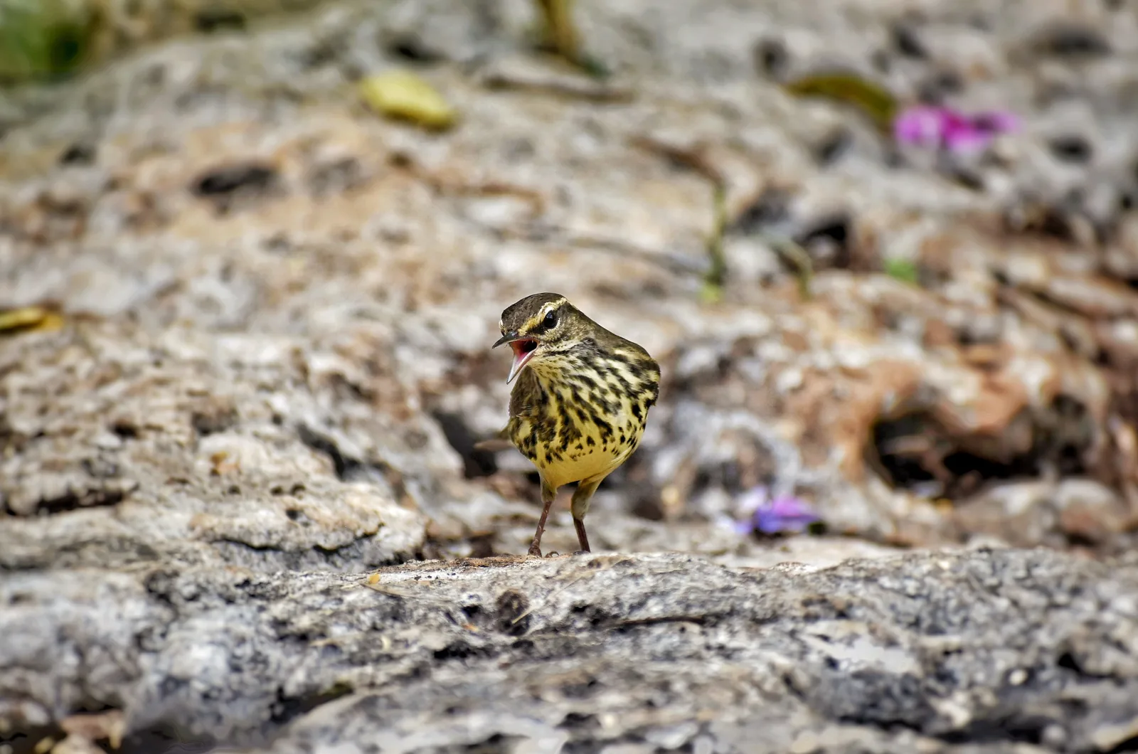 A bird on the forest floor at Punta Laguna