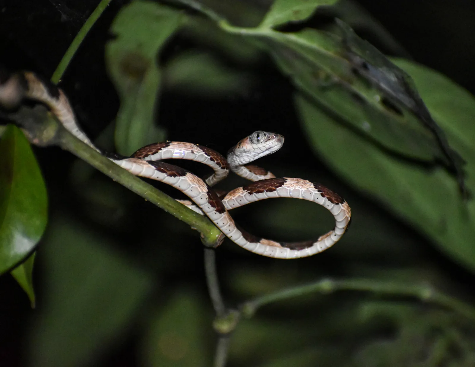 Snake among the forest branches during a night visit