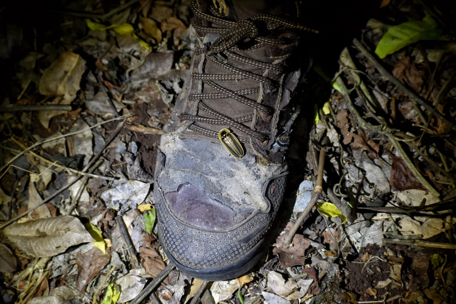 Tarantula observed during a night visit