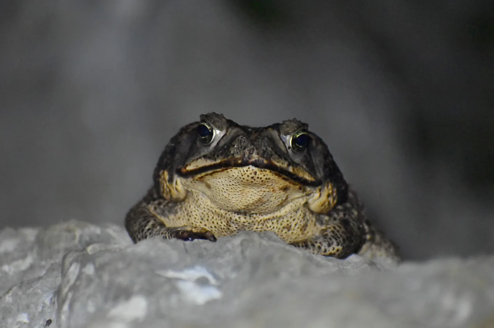 A toad observed at night in the reserve