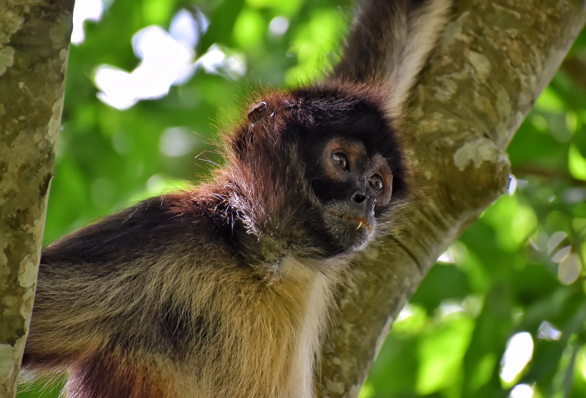 Spider monkey in its natural forest habitat