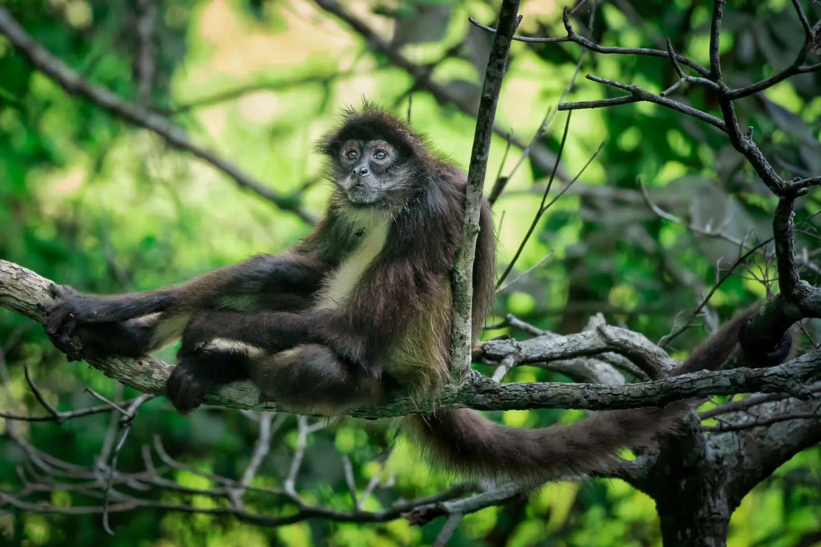 Spider monkey among the trees at Punta Laguna