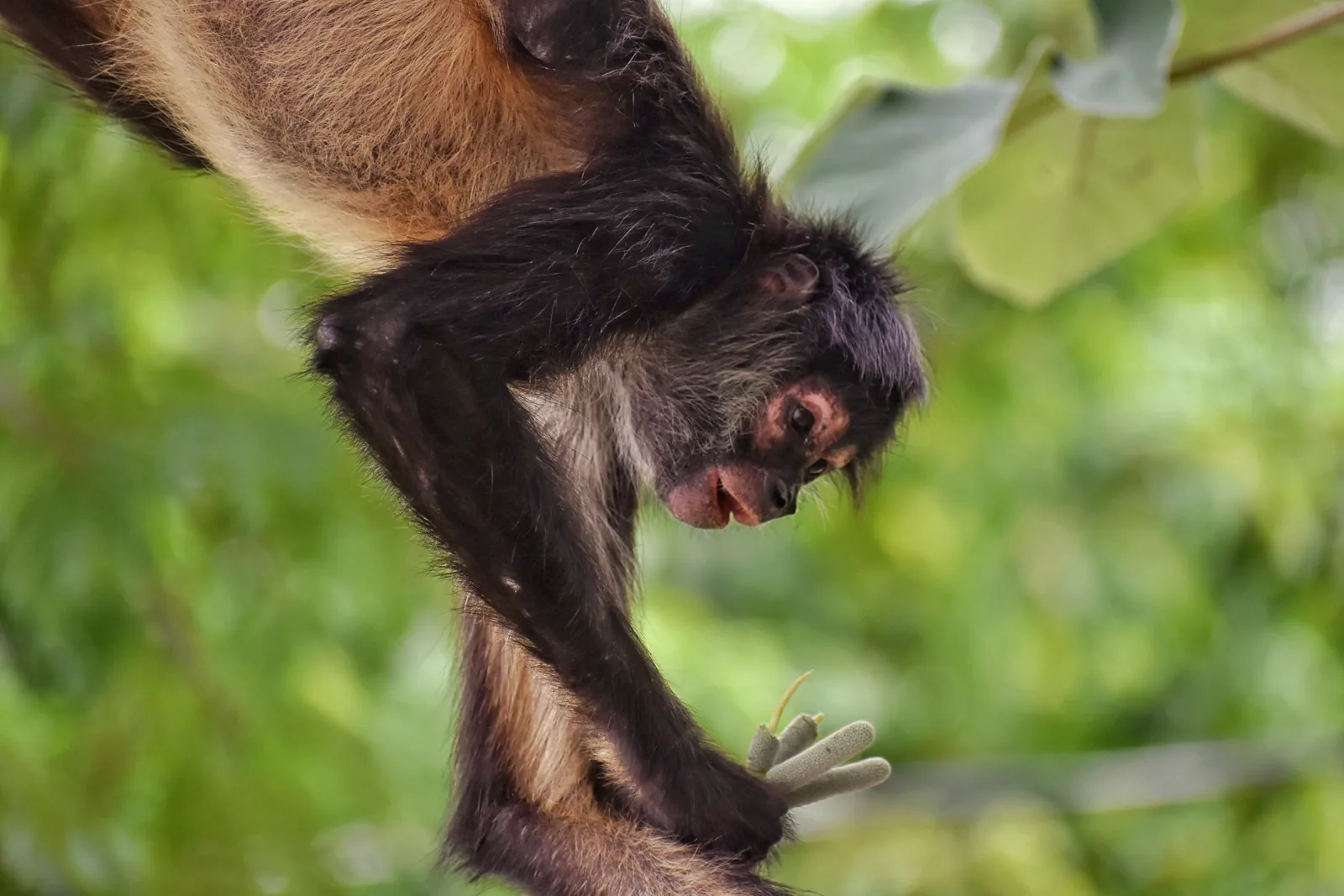Spider monkeys together in the canopy
