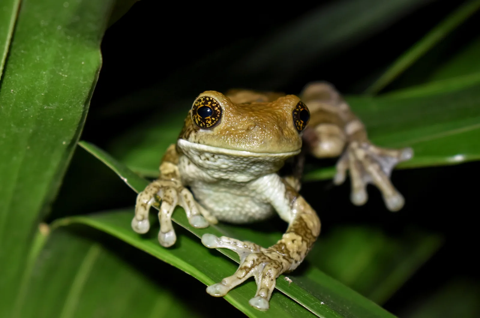 Tree frog on a leaf in the reserve