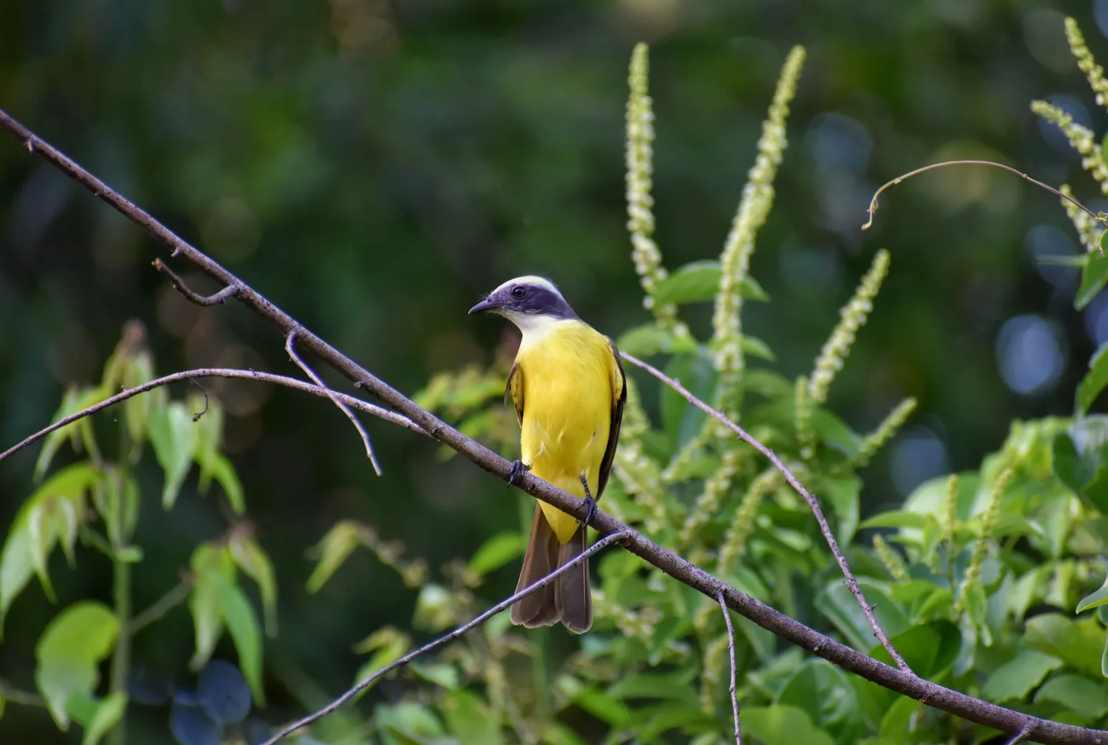 Yellow bird perched among the trees